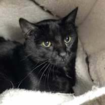 adopt-pet