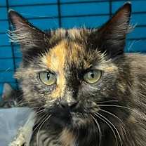 Thumbnail photo of Bella #1