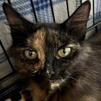 Thumbnail photo of Bella #2