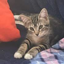 Thumbnail photo of Maple (with Whisper) #1