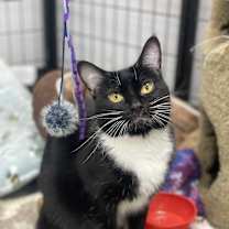 adopt-pet