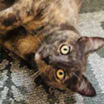 Thumbnail photo of Willow 3 #4