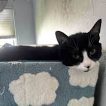 Thumbnail photo of Amelia #3