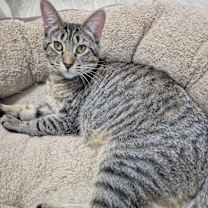 Thumbnail photo of Daisy #2