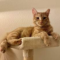 Thumbnail photo of Creamsicle (bonded w/ Roe) #2