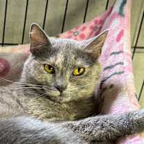 Thumbnail photo of Dancer #3