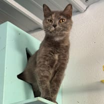 Thumbnail photo of Dancer #4