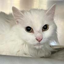 Thumbnail photo of Ivan #1