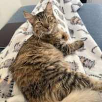 Thumbnail photo of Roe (bonded w/ Creamsicle) #3