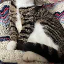 Thumbnail photo of Rajah #1