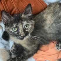 adopt-pet