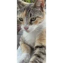 Thumbnail photo of Ginger #1