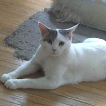 Thumbnail photo of Sprink #1