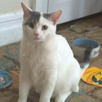 Thumbnail photo of Sprink #2