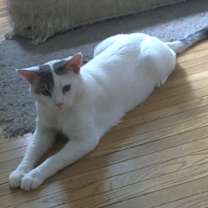 Thumbnail photo of Sprink #3