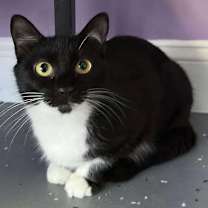 Thumbnail photo of Luna #2