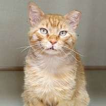 Thumbnail photo of Mango #1