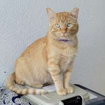 Thumbnail photo of Mango #2