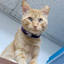 Thumbnail photo of Mango #4