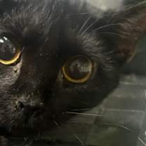 Thumbnail photo of Polly (aka Taz) #2