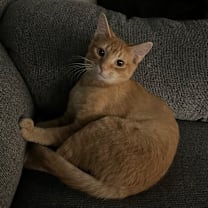 Thumbnail photo of Lucid #1