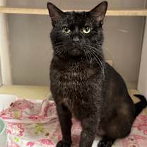 Thumbnail photo of Al Gresham (I have a Secret Crush!) #3