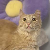 Thumbnail photo of Goldie #1