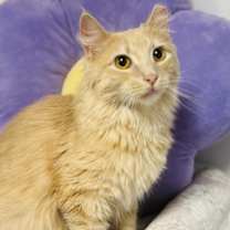 Thumbnail photo of Goldie #2