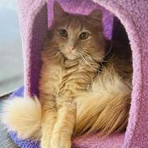 Thumbnail photo of Goldie #3