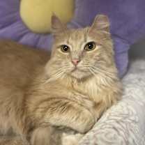 Thumbnail photo of Goldie #4