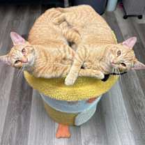 Thumbnail photo of Ruby and Rio #1