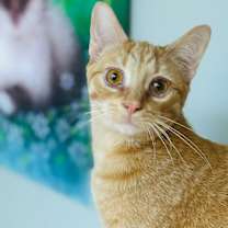 Thumbnail photo of Ruby and Rio #3