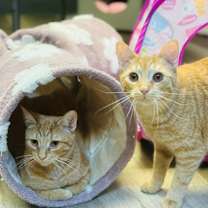 Thumbnail photo of Ruby and Rio #4