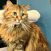 Thumbnail photo of So Sweet #2