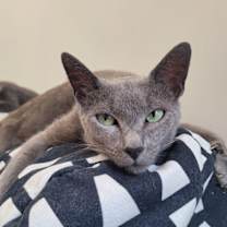 Thumbnail photo of Seroquel #2