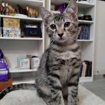 Thumbnail photo of Twister #1