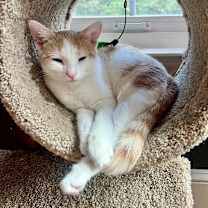 Thumbnail photo of Saffron #2