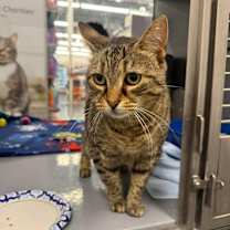 Thumbnail photo of Savvy #1