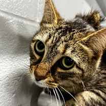 Thumbnail photo of Savvy #2