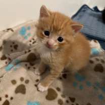 Thumbnail photo of Angelo #2