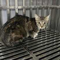 Thumbnail photo of Zinnia #1