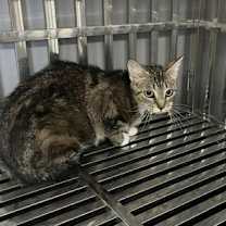 Thumbnail photo of Zinnia #2