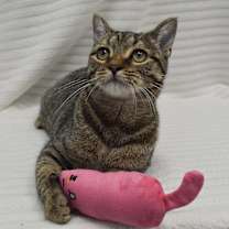 Thumbnail photo of Moxie #1