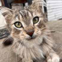 Thumbnail photo of Sashimi #2