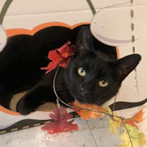 Thumbnail photo of Jolene #1