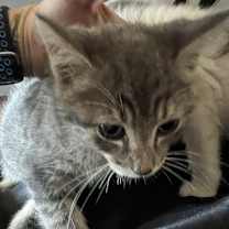 Thumbnail photo of Pistachio #1