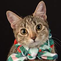 Thumbnail photo of Wrenn #3