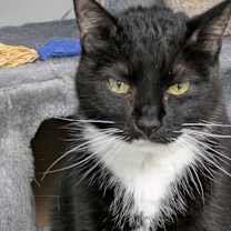 Thumbnail photo of Mona #4