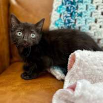 Thumbnail photo of Onyx Moon #1