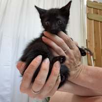 Thumbnail photo of Onyx Moon #2